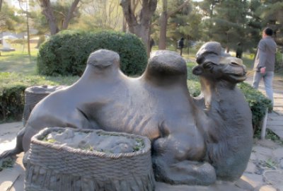 公園里的純銅鑄造駱駝，臥地休息的駱駝銅雕